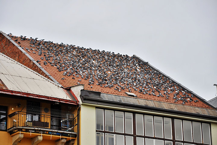 A2B Pest Control are able to install spikes to deter birds from roofs in Stapleford. 