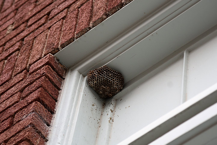 We provide a wasp nest removal service for domestic and commercial properties in Stapleford.